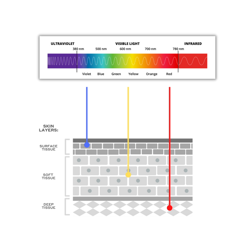 Diagram of red, yellow and blue light on the visual light spectrum showing where the penetrate the skin layers. Red light penetrates to the dee tissue, yellow light to the soft tissue and blue light to the surface tissue.