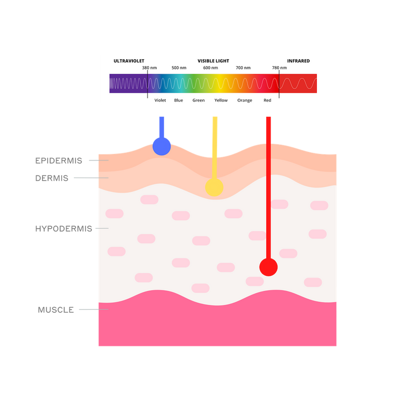LED Light Therapy Treatments diagram - how LED Light Therapy works and penetrates the skin